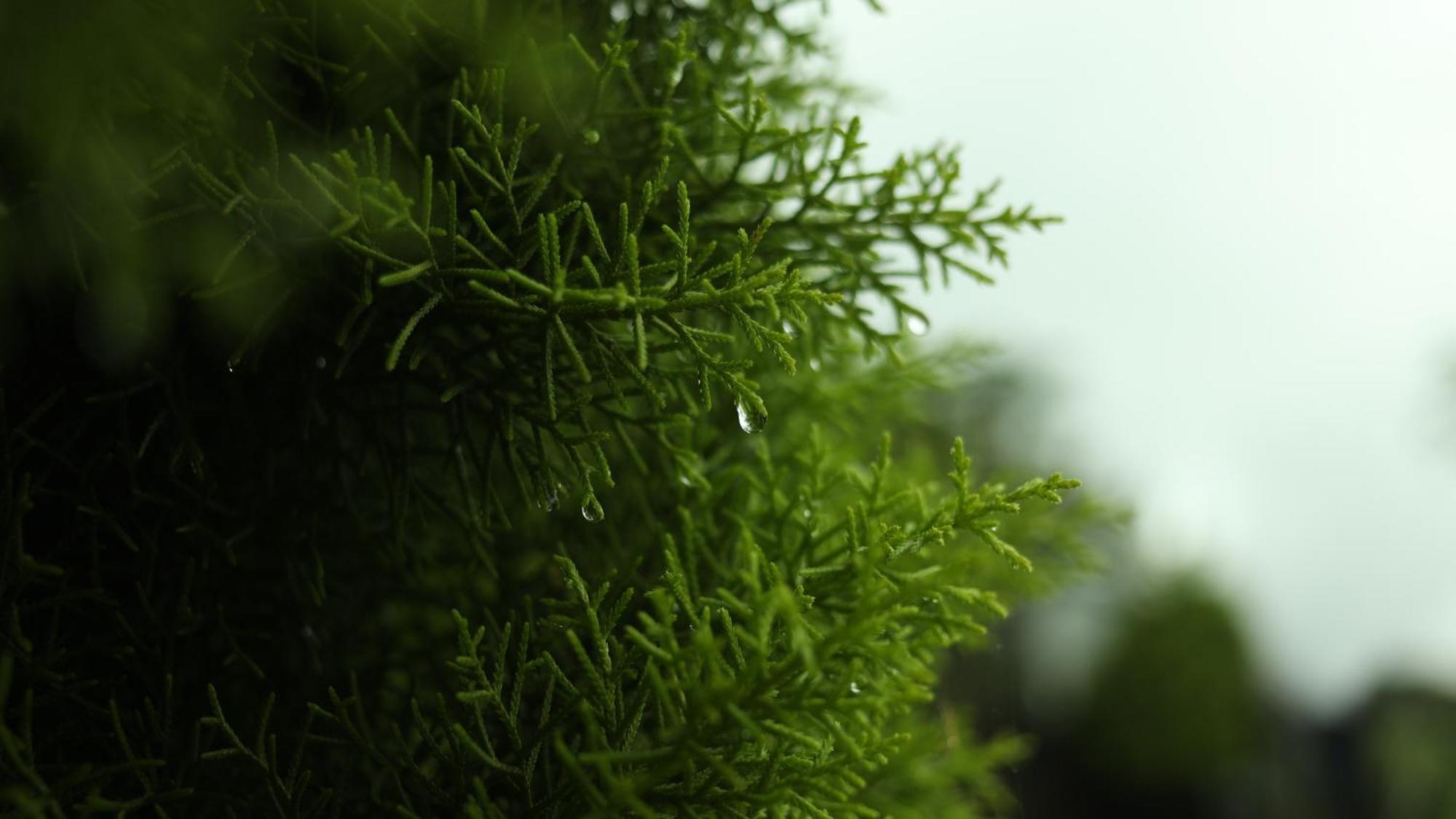 Ashramam Health Resort Kattappana 외부 사진