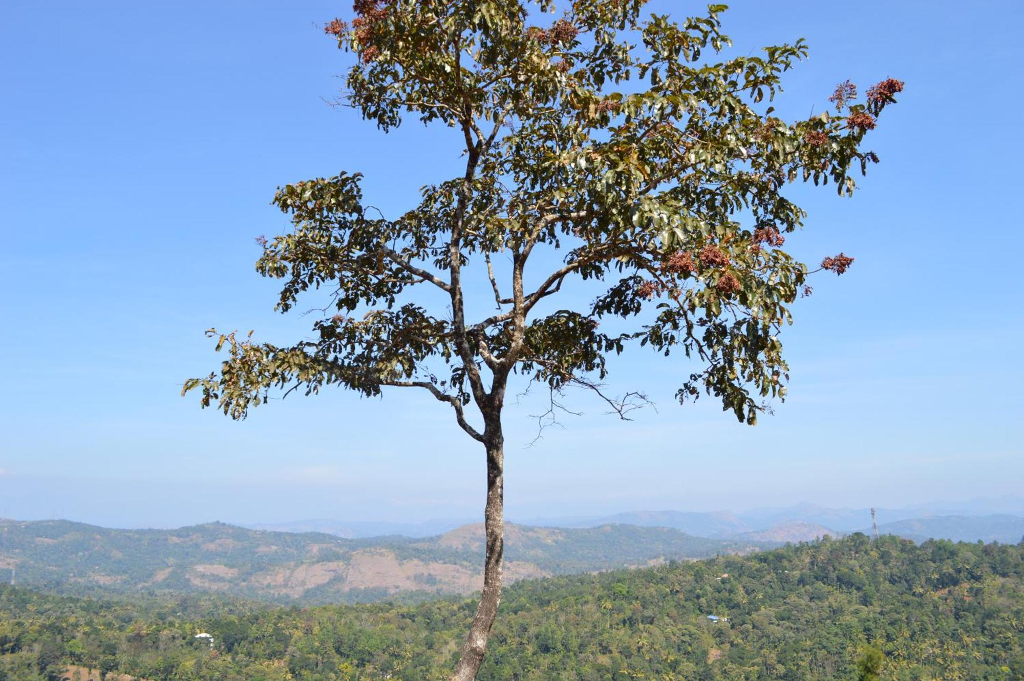 Ashramam Health Resort Kattappana 외부 사진